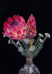 „Protea i Blombos” autorstwa Viccy Wanliss autorstwa Viccy Wanliss