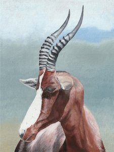 Spokojny portret blesboka