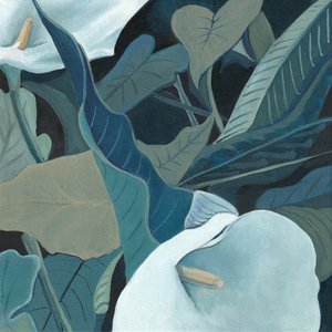 Spokojne lilie calla