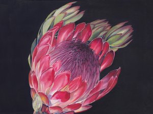 Żywa protea królewska