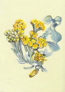  autorstwa Viccy Wanliss