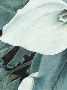Kwiat białej lilii calla