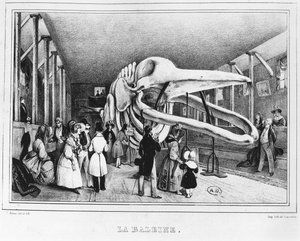 Wieloryb w Muzeum Historii Naturalnej w Paryżu, ok. 1840 r. autorstwa Victor Adam
