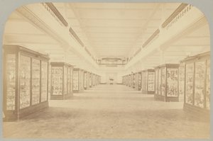 Pl. III. Główna historia: Ptaki