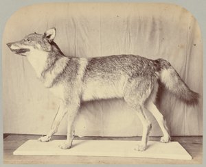 Pl. XII. Wilk Europejski autorstwa Victor Prevost, Gaston L. Feuardent and Co., New York
