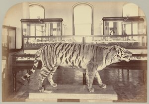 Pl. XI. Tygrys bengalski