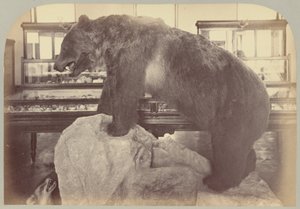 Pl. X. Niedźwiedź grizzly