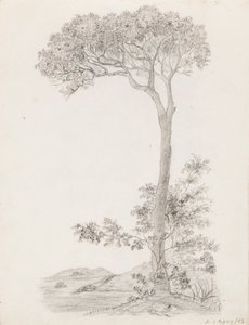 Drzewa autorstwa Victoria Åberg