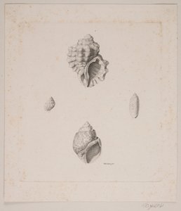 Konkylier ognia autorstwa Vilhelm Kyhn