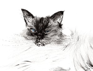 Zaspane oko, 2015, (tusz na papierze) autorstwa Vincent Alexander Booth