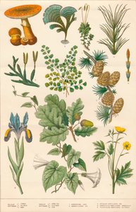Ilustracja botaniczna, ok. 1880 r.