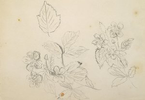 Recto: Studium kwiatowe, 1869-1871 autorstwa Vincent Colyer