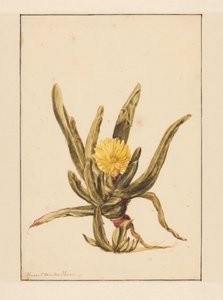 Icewort z żółtymi kwiatami (tytuł na obiekcie)
