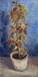 Pokrzywa ognista w doniczce par Gogh, Vincent, van (1853-1890). Olej na płótnie, format : 42,1x21,9 autorstwa Vincent van Gogh