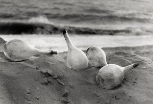 "Flaszki na plaży" autorstwa Vincenzo Balocchi
