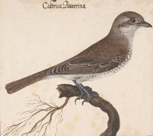 Castrica Passerina,. autorstwa Vincenzo Leonardi