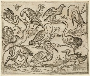 Struś po lewej stronie z dziewięcioma innymi ptakami, w tym czaplą i pelikanem..., 1557.