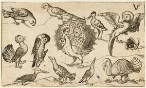 Paw w środku otoczony dziewięcioma innymi ptakami, w tym indykiem i motylem..., 1572.
