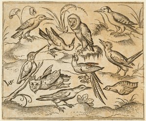 Dziesięć ptaków siedzących na gałęziach i łatach trawy, w tym dwie sowy i ptak..., 1557.