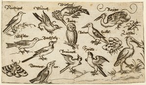 Dwanaście rodzajów ptaków, w tym sowa i pelikan, indywidualnie oznakowane i umieszczone..., 1572.