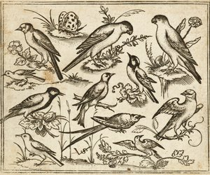 Jedenaście ptaków siedzących na płatach kwitnących liści i małych gałęzi na minimalnym podłożu z motylem, z albumu Douce Ornament Prints I autorstwa Virgilius the elder (after) Solis