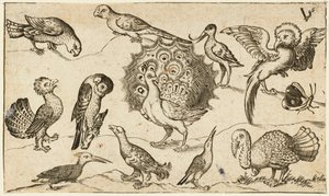 Paw pośrodku otoczony dziewięcioma innymi ptakami, w tym indykiem i motylem na minimalnym podłożu z niewielkim skrawkiem trawy, z albumu Douce Ornament Prints I autorstwa Virgilius the elder (after) Solis