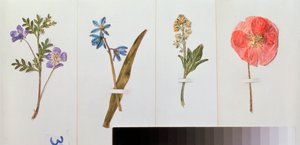 Cztery arkusze papieru do pisania (kwiaty polne) - Cztery arkusze papieru do pisania - Praca Władimira Pawłowicza Sokołowa (1860-1913), akwarela na papierze - Sztuka rosyjska, martwa natura autorstwa Vladimir Pavlovich Sokolov