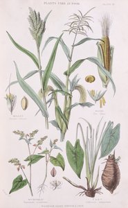 Proso, kukurydza, gryka i taro, ilustracja z Historii królestwa warzyw Williama Rhinda 1797-1874, 1872 kolorowa grawerunek autorstwa W.H. Fitch