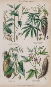 Maranta; Maniok Lub Maniok; Mniam; Batat (kolorowy grawer)