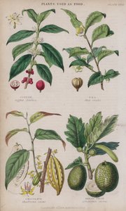 Kawa; Herbata; Czekolada; Chleb Owoce (kolorowy grawer)