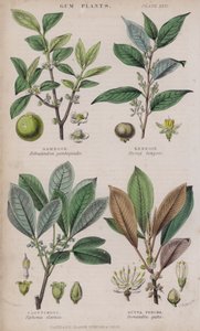Gumiguta; Benzoes; Kauczuk; Gutta Percha (kolorowy grawer)