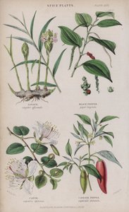 Imbir; Czarny pieprz; Kapar; Pieprz Cayenne (kolorowy grawerunek)