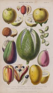 Guawa; Jujube; mangostan; liczi; pistacje; gruszka z awokado; Odległości; malajskie jabłko; Owoce Eki i Nutus; Chcesz (kolorowe grawerowanie)