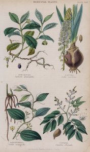 Ipekakuana; Cebulica; Sarsaparilla; Copaiba (kolorowy grawer)