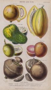 Mamme; Papa; Kwaśna Sop; Czarna brzoskwinia; Granadilla; Zabucajo (pokrywka podniesiona) Owoce i Orzech; Orzech brazylijski i owoce (kolorowy grawerunek)