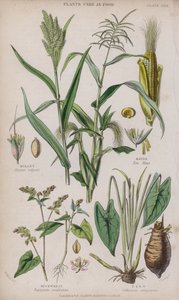 Proso; Kukurydza; Gryka; Taro (kolorowy grawer)