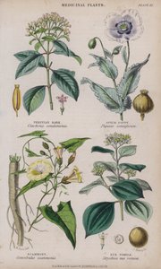 kora peruwiańska; MAK lekarski; scammon; Nux Vomica (kolorowy grawerunek)