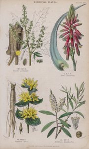 Rabarbar; Aloes; Gencjana; Cajeput (kolorowy grawer) autorstwa W. Fitch