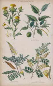 krokosz barwierski; Fustic; drewno brazylijskie; Kłoda (kolorowe grawerowanie)