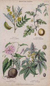 Senna; Kolocynt; Jalap; Olej rycynowy (kolorowy grawerunek)