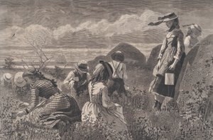 Zbieranie jagód Harper