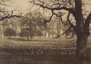Windsor Park, Karmienie jeleni, lata 50. XIX wieku. autorstwa W. H. Nicholl