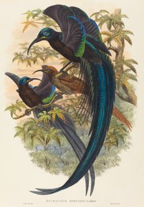 Epimachus speciosus (rajski ptak sierpowaty) autorstwa W. Hart