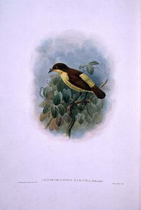 Loboparadisea serica, Rajski ptak wodnodzioby (kolor lito) autorstwa W. and Keulemans J.G. Hart