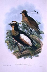 Sześciożyłowy ptak rajski królowej Karoli (kolor lito) autorstwa W. and Keulemans J.G. Hart