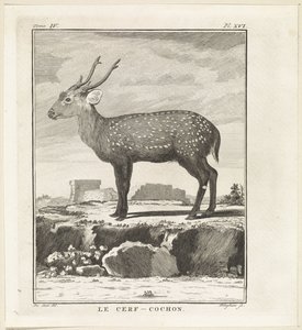 Hert Le Cerf-Cochon (tytuł na obiekcie) autorstwa W. Tringham