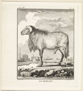 Baran Le Morvant (tytuł na obiekcie) autorstwa W. Tringham