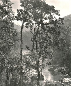 Widok na rzekę Kelani, Kurunegala, Cejlon, 1895. autorstwa W and S Ltd