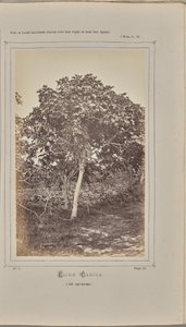Ficus carica, w Nicei (Alpes-Maritimes) autorstwa W. de Bray