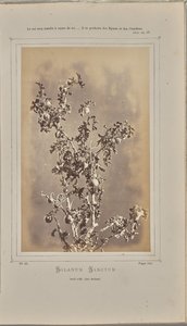 Solanum sanctum, cuelli w Èze (Alpes-Maritimes) autorstwa W. de Bray